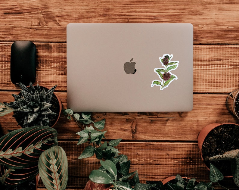 K&ouml;nnte beinhalten: Ein Aufkleber mit einer botanischen Illustration einer Pflanze mit burgunderfarbenen Bl&uuml;tenk&ouml;pfen und gr&uuml;nen Bl&auml;ttern. Der Aufkleber befindet sich auf einem silbernen Laptop, umgeben von Topfpflanzen auf einer Holzoberfl&auml;che. Der Aufkleber hat einen wei&szlig;en Rand.