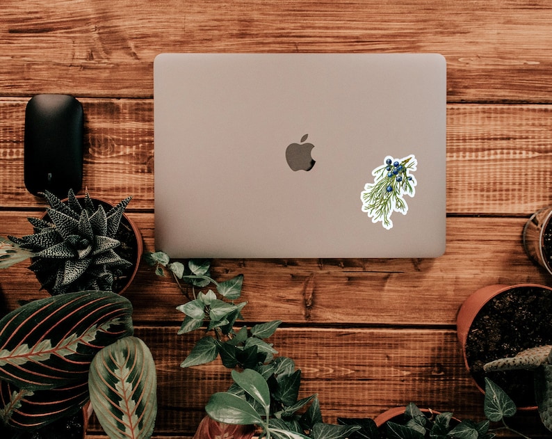 May include: A laptop computer with a sticker of a green sprig of juniper with blue berries on a wooden surface.