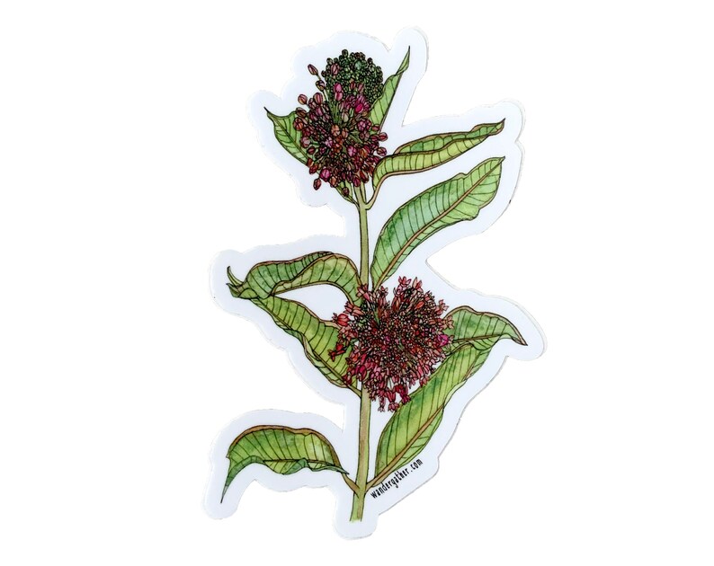K&ouml;nnte beinhalten: Ein Aufkleber mit einer Aquarellillustration einer Seidenpflanze. Die Pflanze hat gr&uuml;ne Bl&auml;tter und B&uuml;schel kleiner, rot-violetter Bl&uuml;ten. Der Aufkleber hat einen wei&szlig;en Rand und die Website wandergather.com ist unten aufgedruckt.