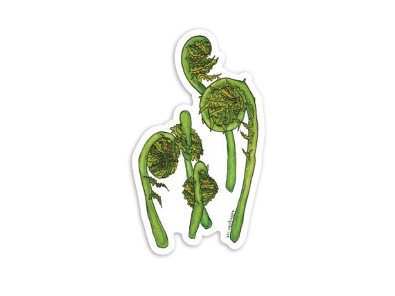 Fiddlehead Fern Native Plant Waterproof Vinyl Sticker,  Watercolor Botanical Illustration