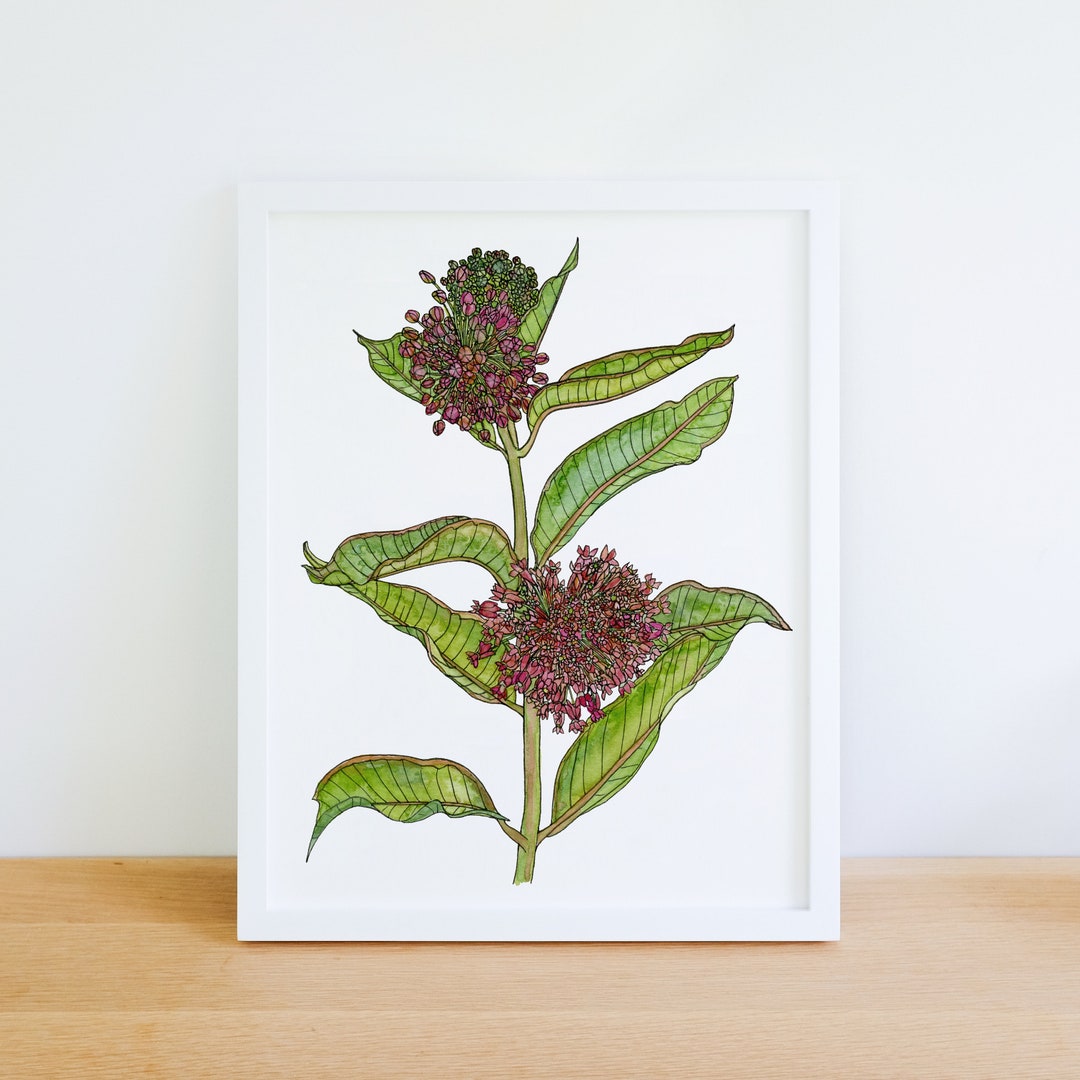 Common Milkweed Wildflower Native Plant 8x10 Archival Giclee Print - Etsy