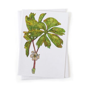 Puede incluir: Una ilustraci&oacute;n de acuarela de una planta verde y marr&oacute;n con una sola flor blanca. La planta tiene hojas grandes y un tallo delgado.