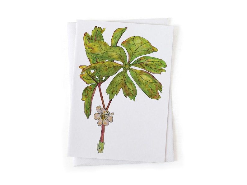 Puede incluir: Una ilustraci&oacute;n de acuarela de una planta verde y marr&oacute;n con una sola flor blanca. La planta tiene hojas grandes y un tallo delgado.