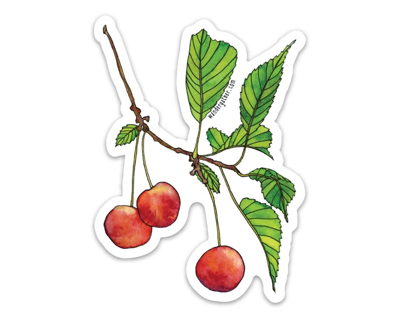 Cherry Fruit Tree Vinyl Sticker, Cute Watercolor Botanical Illustration image 1