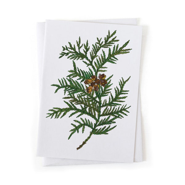 NEW: White Cedar Evergreen Botanical Illustration Card, Native Plants, Sustainably Printed Recycled Stationery