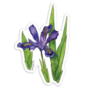 Dwarf Lake Iris Wildflower Flower Plant Vinyl Sticker, Botanical Watercolor Illustration