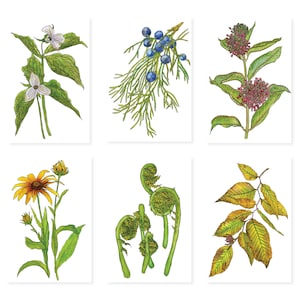 Native Plants and Wildflowers Postcards, Set of 10 Cards