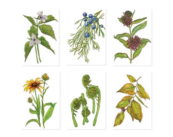Native Plants and Wildflowers Postcards, Set of 10 Cards