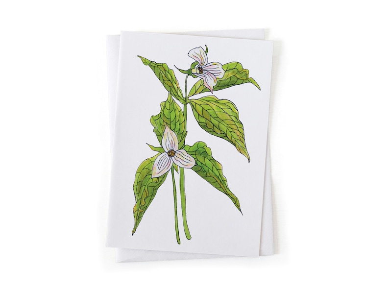 Puede incluir: Una ilustraci&oacute;n de acuarela de una flor de trillium blanca con hojas verdes sobre un fondo blanco.