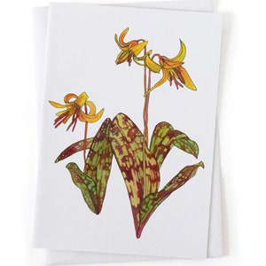 NEW: Yellow Trout Lily Spring Ephemeral Wildflower Botanical Illustration Card, Native Plants, Sustainably Printed Recycled Stationery image 2