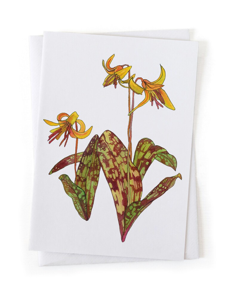 NEW: Yellow Trout Lily Spring Ephemeral Wildflower Botanical Illustration Card, Native Plants, Sustainably Printed Recycled Stationery image 2