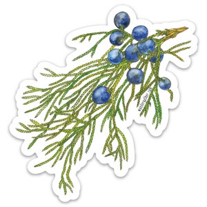 May include: A watercolor illustration of a juniper branch with blue berries. The branch is green and has a few yellow leaves. The berries are clustered together and are a deep blue color.