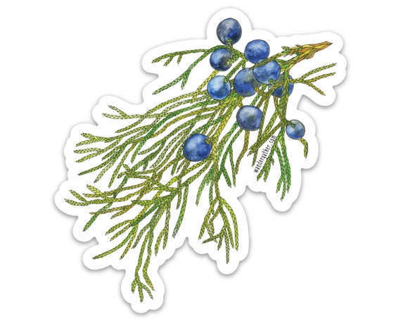 Juniper Evergreen Vinyl Sticker, Watercolor Botanical Illustration