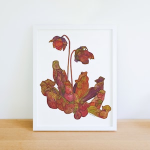 Pitcher Plant Wildflower Native Plant Illustration 8x10 Archival Print