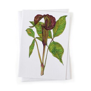 Puede incluir: Una ilustraci&oacute;n de acuarela de una flor de Arum con hojas verdes y una flor de color marr&oacute;n rojizo y p&uacute;rpura.