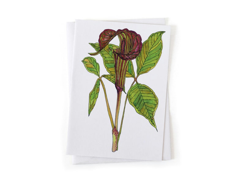 Puede incluir: Una ilustraci&oacute;n de acuarela de una flor de Arum con hojas verdes y una flor de color marr&oacute;n rojizo y p&uacute;rpura.