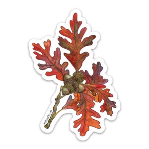 May include: A watercolor illustration of a branch with red and orange oak leaves and acorns. The leaves have a detailed, realistic texture.