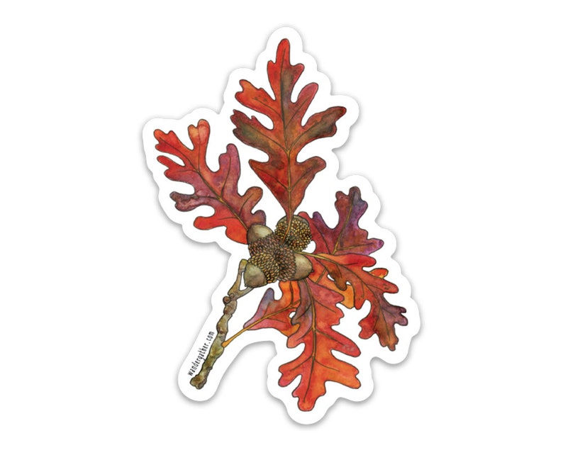 May include: A watercolour illustration of a branch with red and orange oak leaves and acorns. The leaves have a detailed, realistic texture.