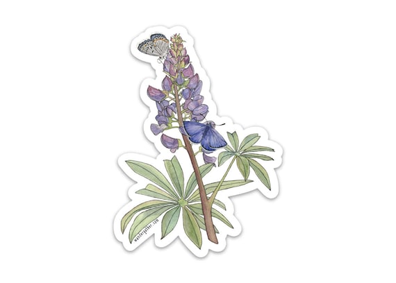 Wild Lupine with Karner Blue Butterfly Wildflower Flower Plant Vinyl Sticker, Botanical Watercolor Illustration