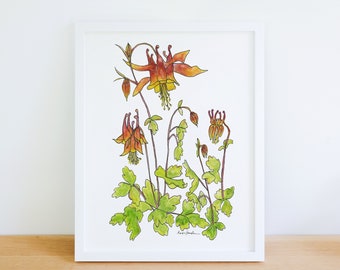 Wild Columbine Wildflower Native Plant 8x10 Archival Print