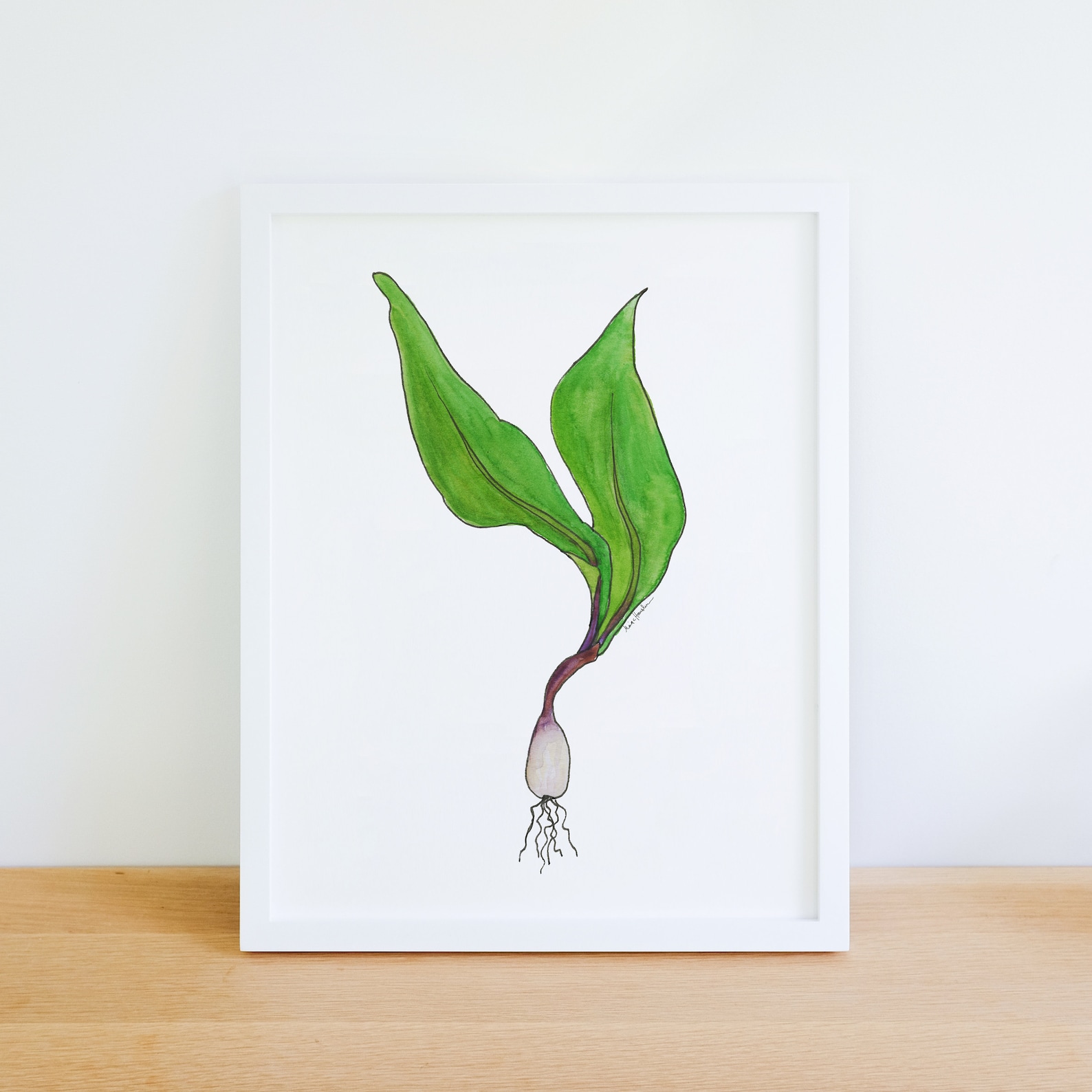 Ramp Wild Leek Spring Edible Native Plant 8x10 Archival Print - Etsy