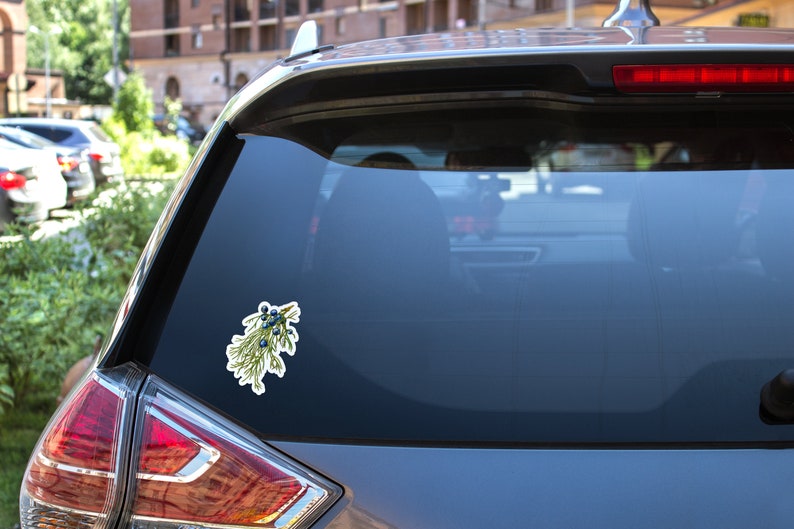 May include: A sticker of a green juniper branch with blue berries on a grey car.