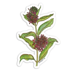 K&ouml;nnte beinhalten: Ein Aufkleber mit einer Aquarellillustration einer Seidenpflanze. Die Pflanze hat gr&uuml;ne Bl&auml;tter und B&uuml;schel kleiner, rosaroter Bl&uuml;ten. Der Aufkleber hat einen wei&szlig;en Rand und die Website wandergather.com ist unten aufgedruckt.