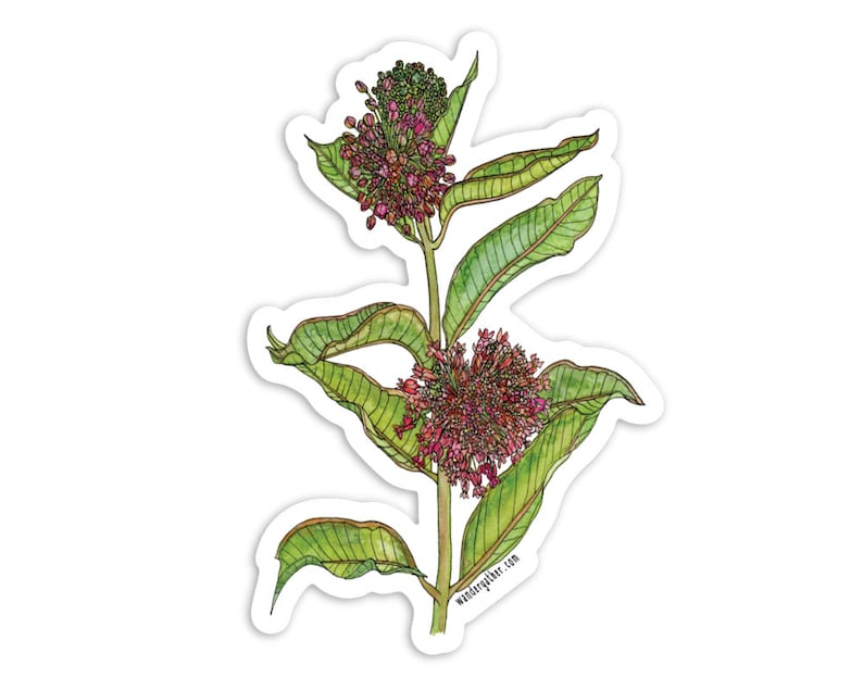 Common Milkweed Wildflower Flower Plant Vinyl Sticker, Botanical Watercolor Illustration image 1