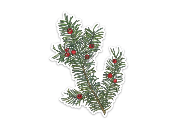 Eibe Evergreen mit Beeren Vinyl Aufkleber, Aquarell botanische Illustration  - Etsy sterreich