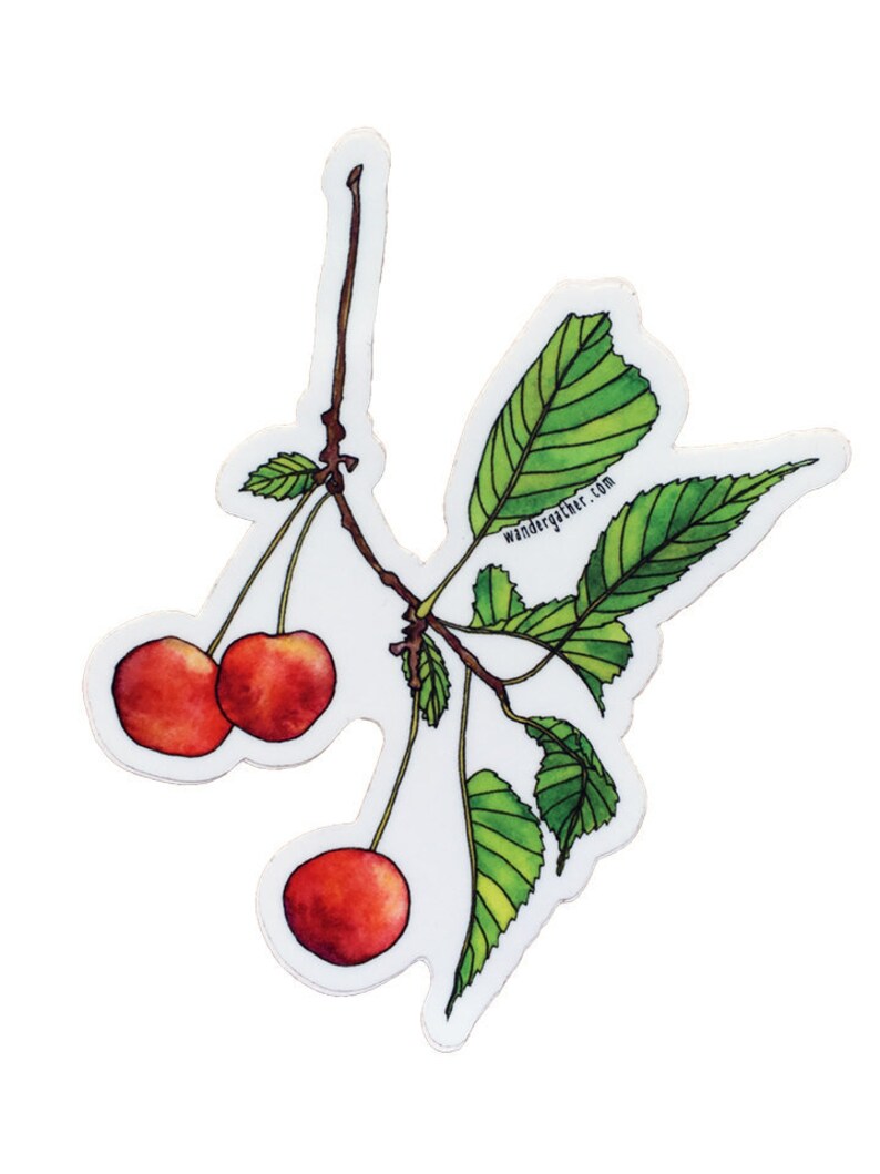 Cherry Fruit Tree Vinyl Sticker, Cute Watercolor Botanical Illustration image 2