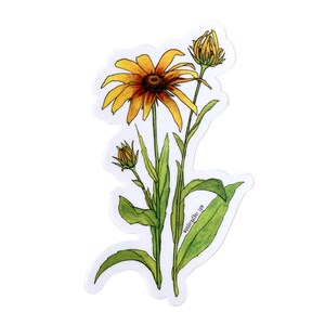 Rudbeckia Flor Flor Flor Etiqueta en vinilo, Ilustración de acuarela botánica imagen 2