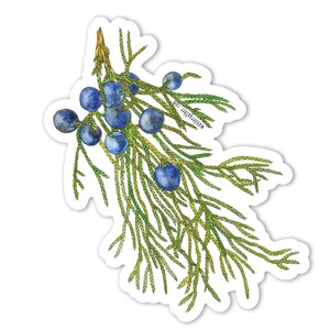 May include: Watercolour illustration of a juniper branch with blue berries. The branch is green and has many small leaves. The berries are round and have a dark blue colour.