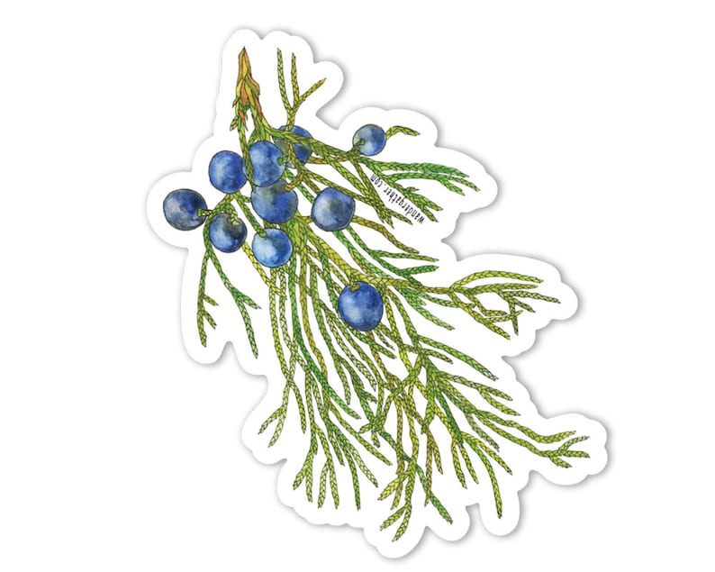 May include: Watercolour illustration of a juniper branch with blue berries. The branch is green and has many small leaves. The berries are round and have a dark blue colour.