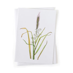 NEW: Wild Rice Manoomin Foraging Botanical Illustration Card, Native Plants, Sustainably Printed Recycled Stationery