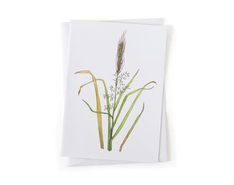 NEW: Wild Rice Manoomin Foraging Botanical Illustration Card, Native Plants, Sustainably Printed Recycled Stationery