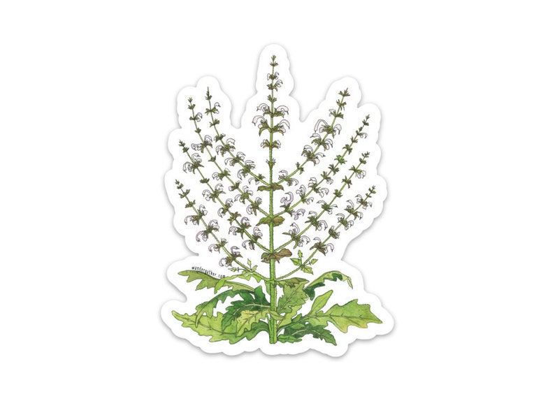 Menorah Jerusalem Sage Vinyl Sticker, Watercolor Botanical Illustration image 1