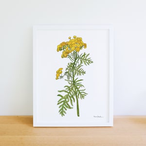 Tansy Wildflower Plant 8x10 Archival Print