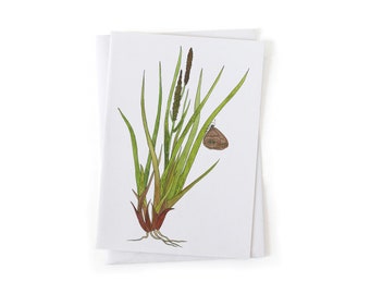 NEW: Mitchell's Satyr Butterfly on Tussock Sedge Botanical Illustration Card, Native Plants, Sustainably Printed Recycled Stationery