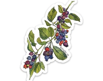 Serviceberry Fruit Berry Waterproof Vinyl Sticker,  Watercolor Botanical Illustration