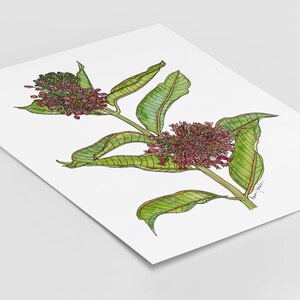 Common Milkweed Wildflower Native Plant 8x10 Archival Giclee Print - Etsy