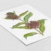 Common Milkweed Wildflower Native Plant 8x10 Archival Giclee Print - Etsy