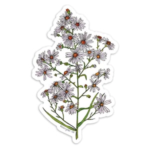 May include: A sticker featuring a hand-drawn illustration of a cluster of white flowers with orange centres, resembling asters, on a green stem. The sticker has a white background and a small text label at the bottom that reads "wandergather.com".