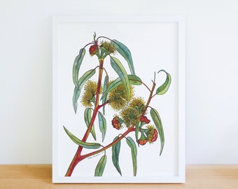 Gum Tree Eucalyptus Wildflower Australian Native Plant 8x10 Archival Print