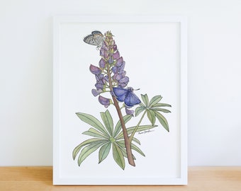 Lupine and Karner Blue Butterfly Wildflower Native Plant 8x10 Archival Print