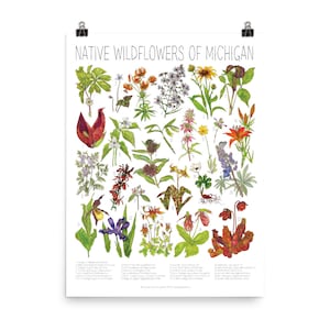 Native Wildflowers of Michigan 18 x 24 inheemse planten bloemenposter