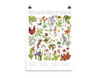 Affiche florale de plantes indigènes 18 x 24 Fleurs sauvages indigènes du Michigan