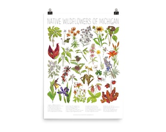 Native Wildflowers of Michigan 18x24 native plant floral poster