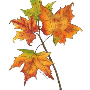 May include: A watercolor painting of a branch with three maple leaves. The leaves are in shades of orange, yellow, and green. The artist's signature is visible in the lower right corner.