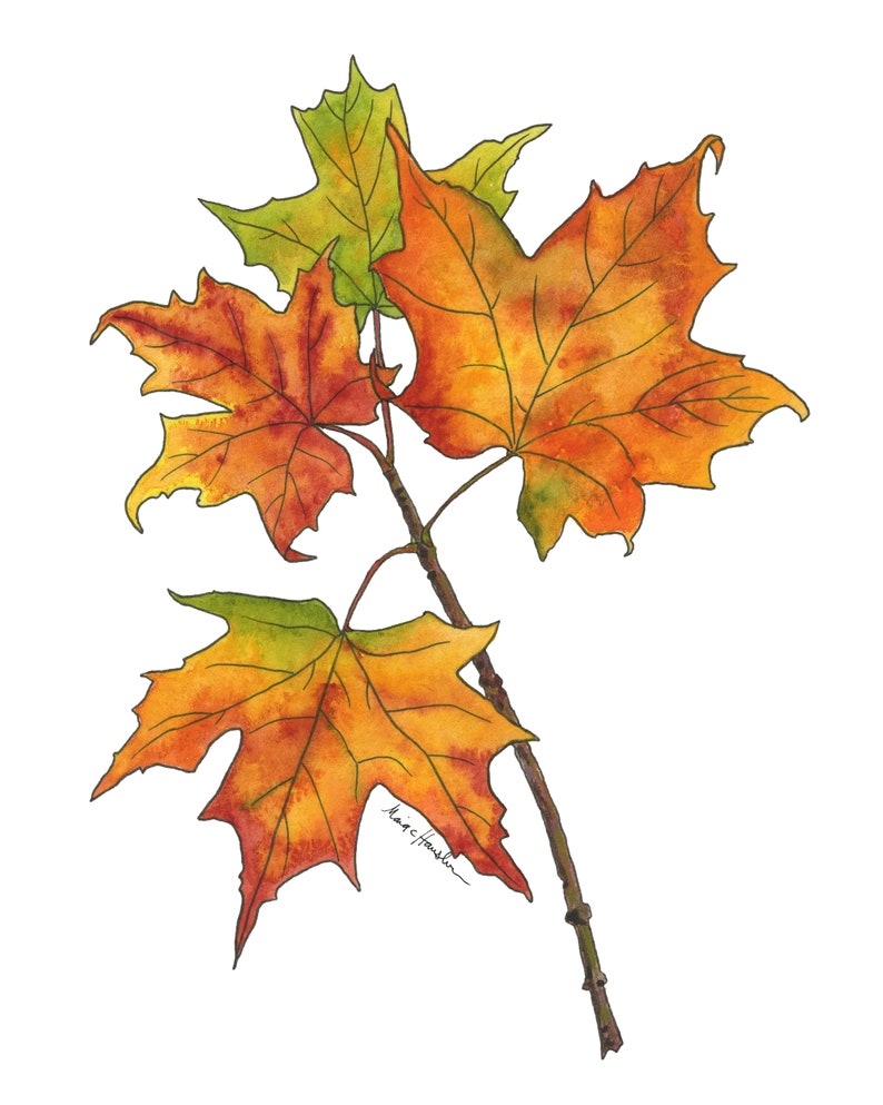 May include: A watercolor painting of a branch with three maple leaves. The leaves are in shades of orange, yellow, and green. The artist's signature is visible in the lower right corner.