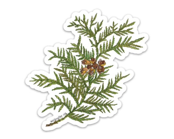 Cedar Evergreen Vinyl Sticker, Watercolor Botanical Illustration